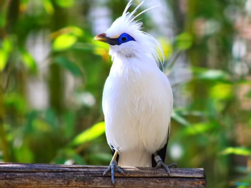 Bali Myna