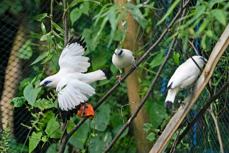 Bali Myna