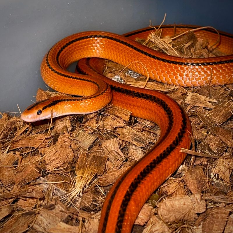 Bamboo Rat Snake