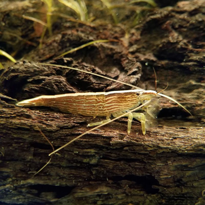 Bamboo Shrimp