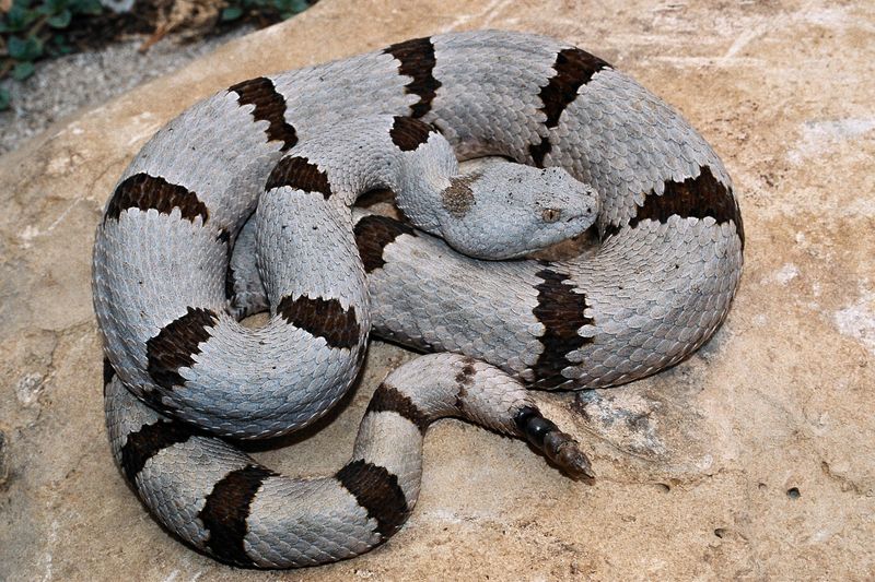 Banded Rock Rattlesnake