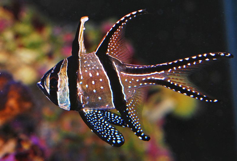 Banggai Cardinalfish