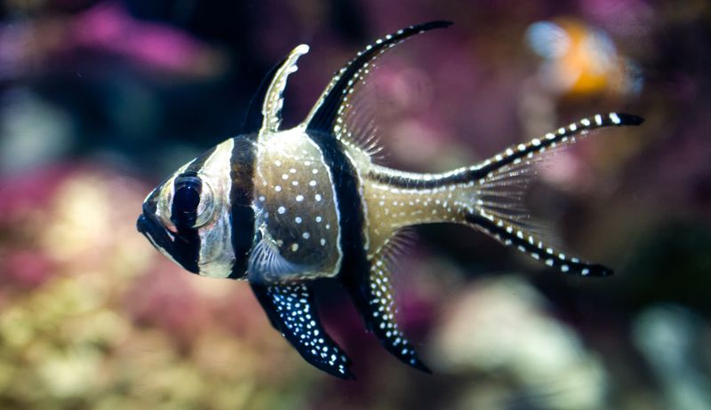 Banggai Cardinalfish