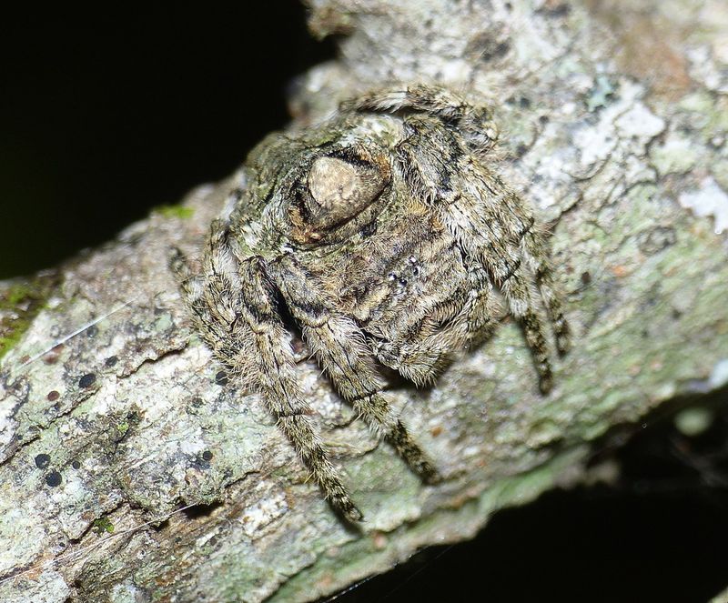 Bark Spider