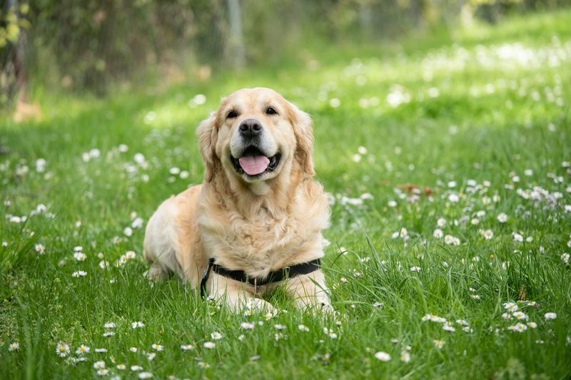 Barking Tendencies