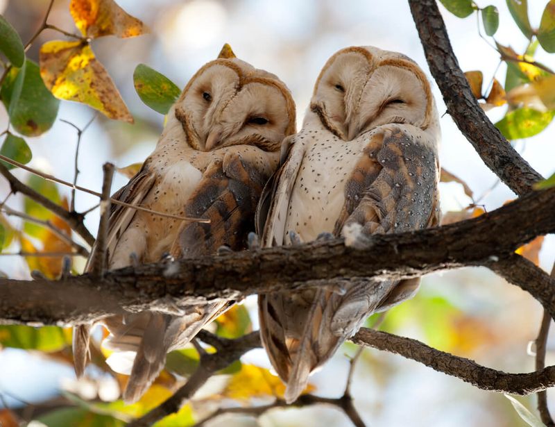 Barn Owls