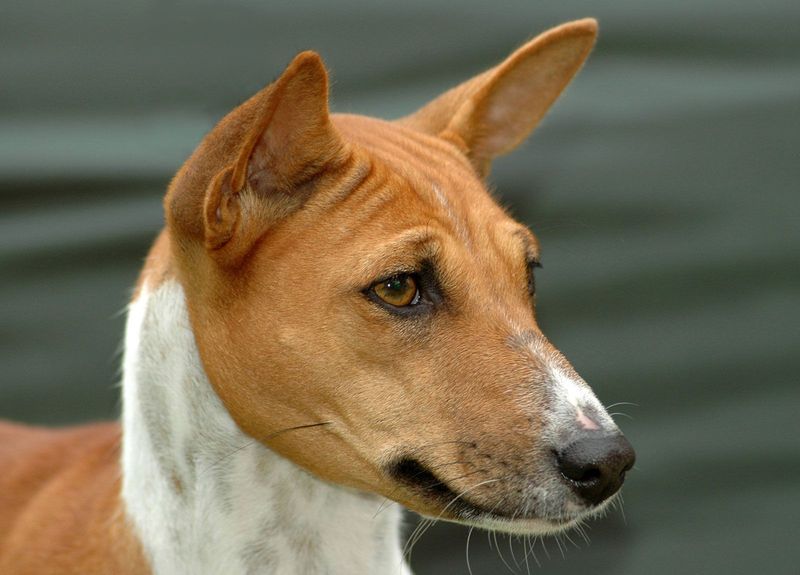 Basenji