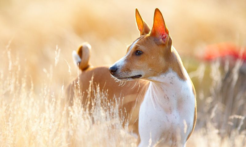 Basenji