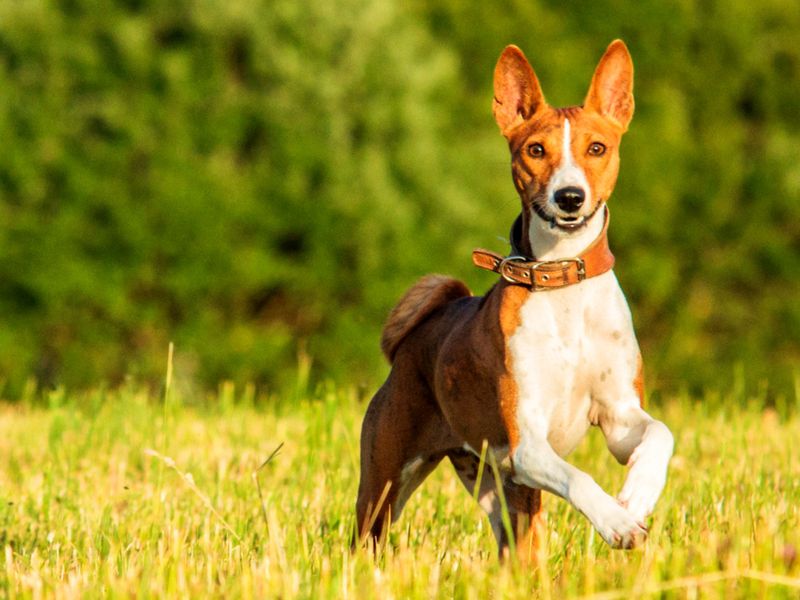 Basenji