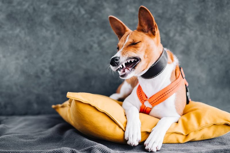 Basenji