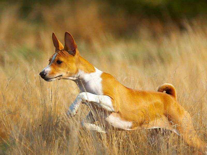 Basenji