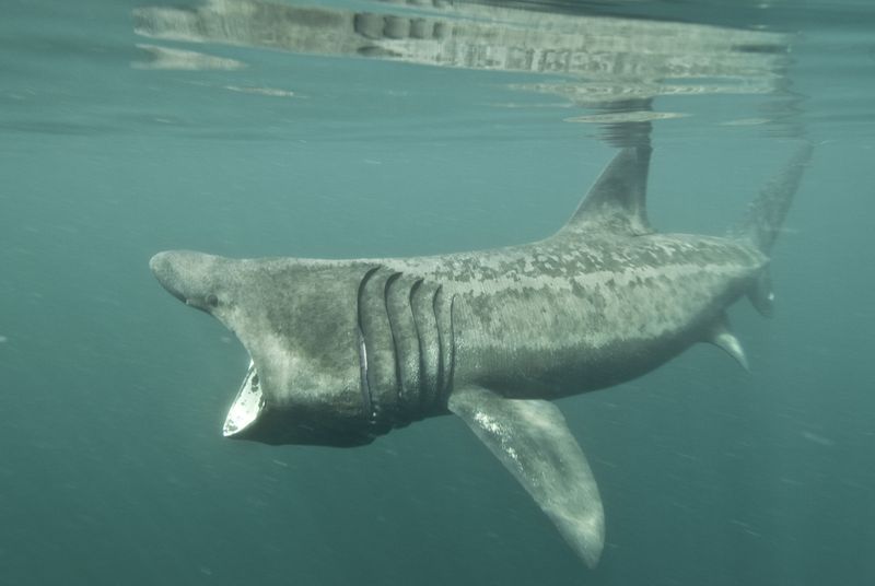 Basking Shark