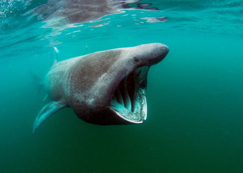 Basking Shark