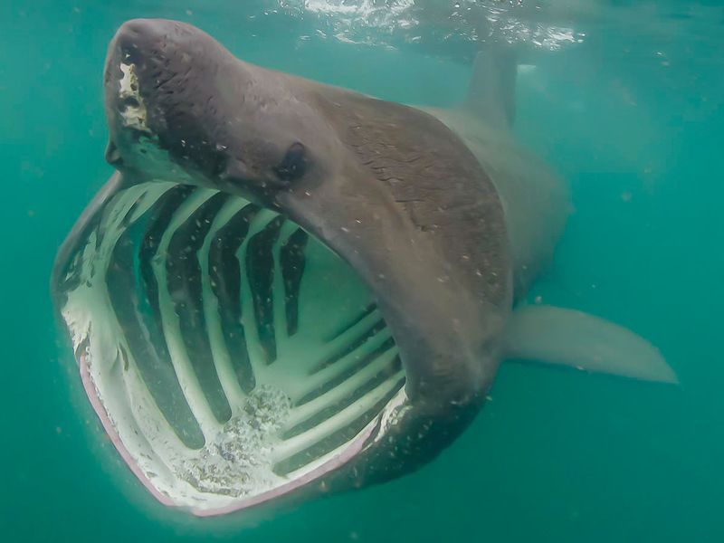 Basking Shark