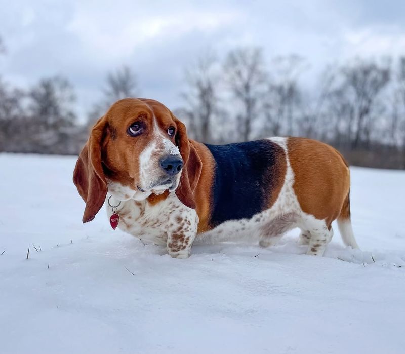 Basset Hound