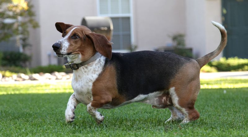 Basset Hound