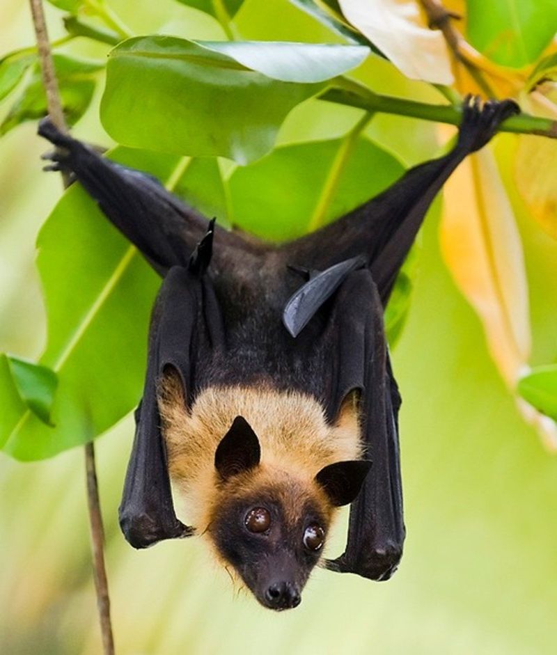 Bat