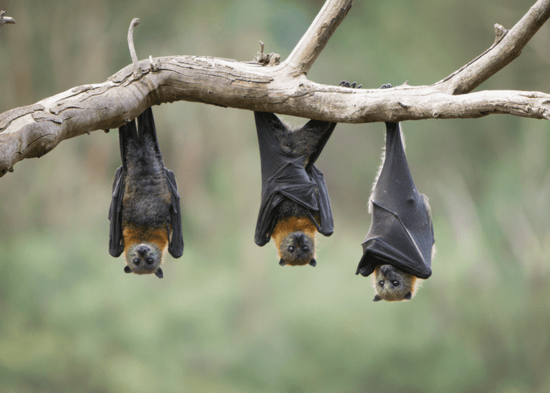 Bats