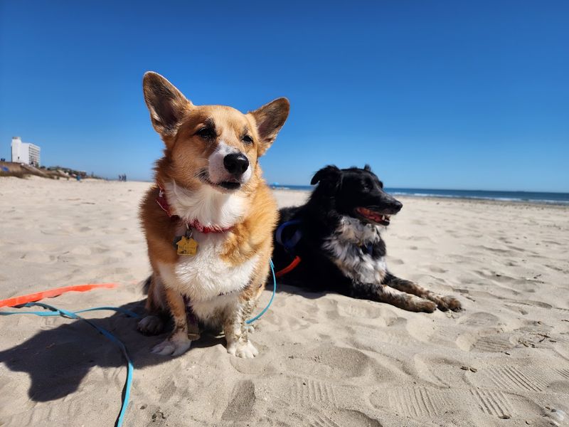 Beach Day Adventures