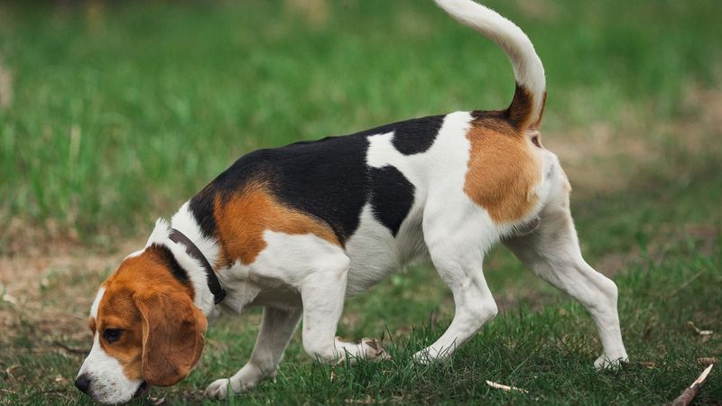 Beagle