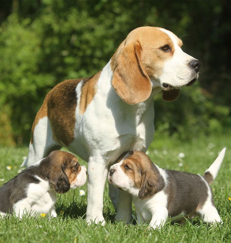 Beagle