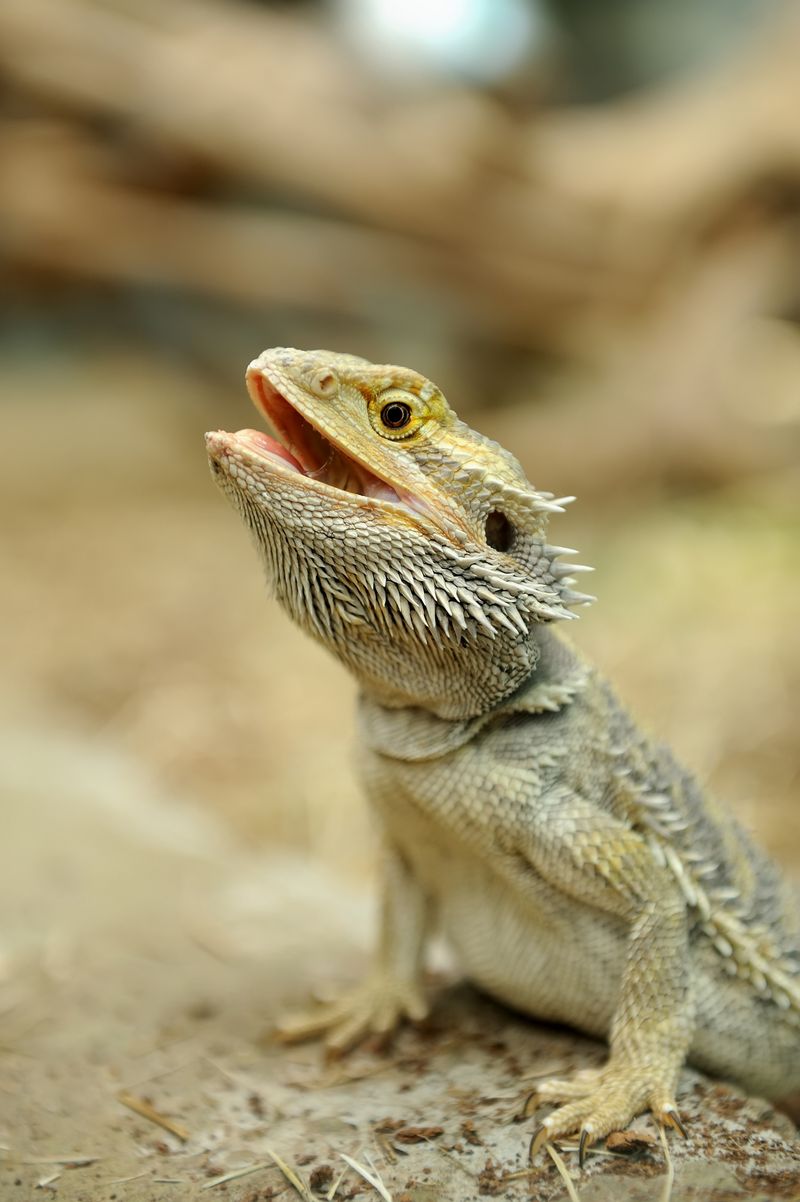 Bearded Dragon