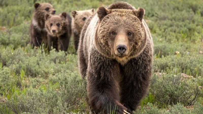 Bears
