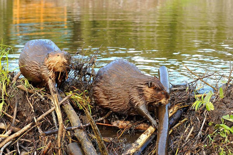 Beaver's Lodge and Dam