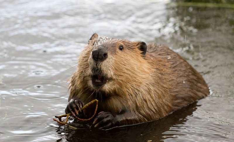 Beavers