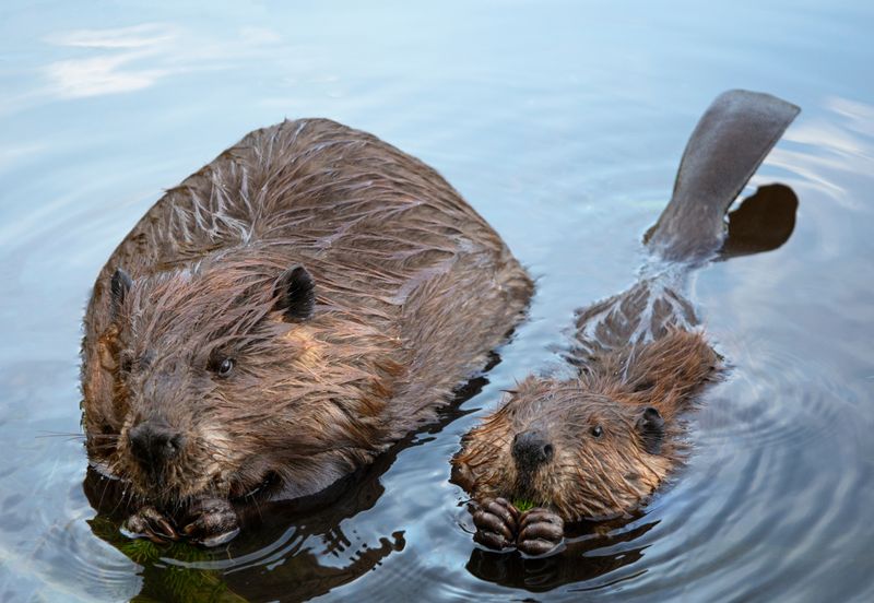 Beavers