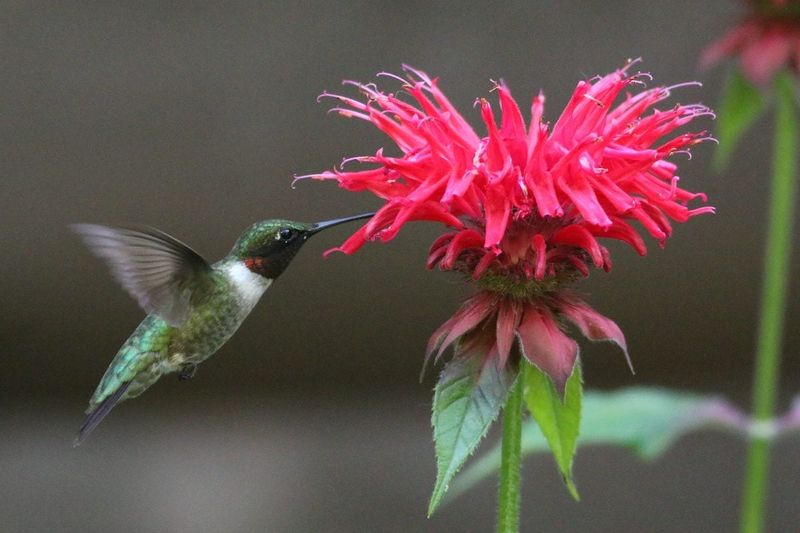 Bee Balm