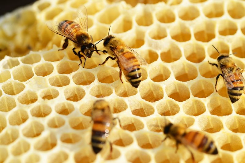 Bees