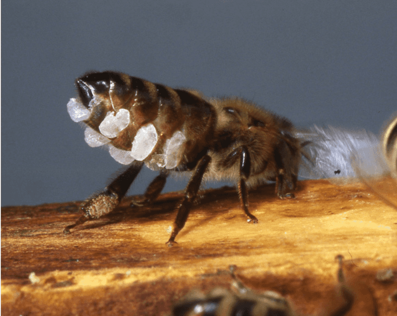 Beeswax Versatility