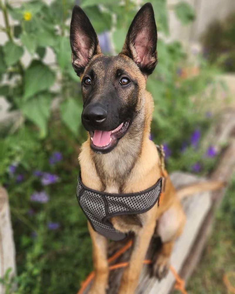 Belgian Malinois