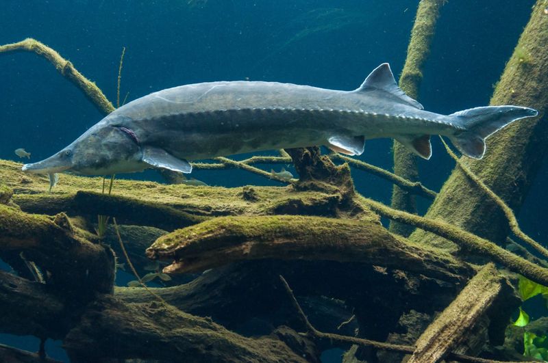 Beluga Sturgeon