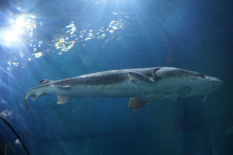 Beluga Sturgeon