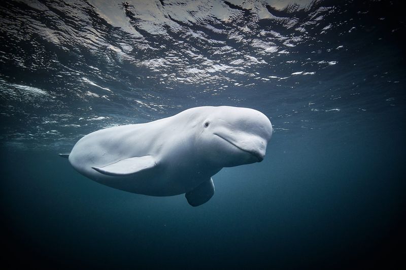 Beluga Whale