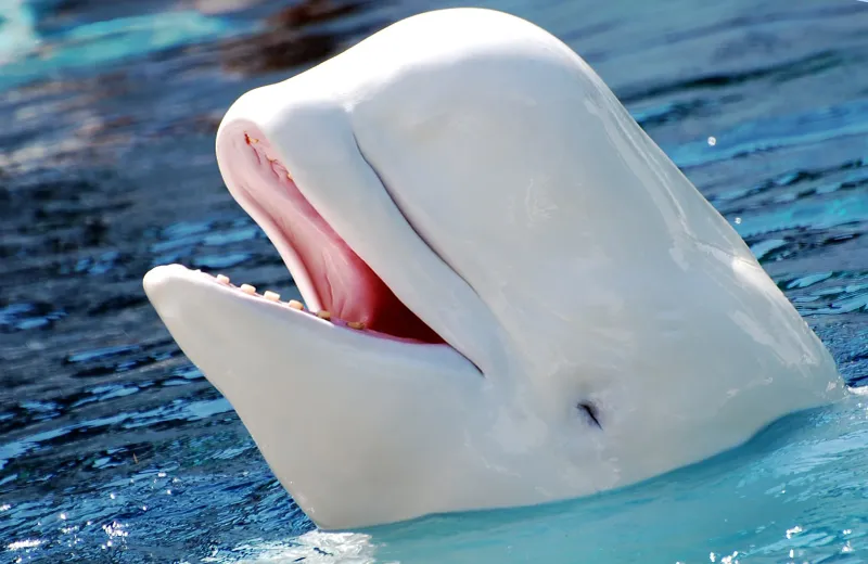 Beluga Whale