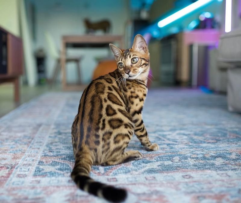 Bengal