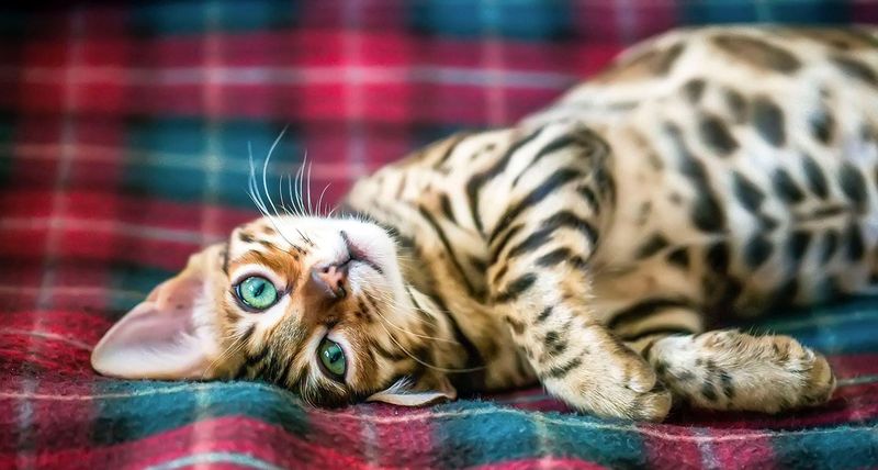 Bengal Cat