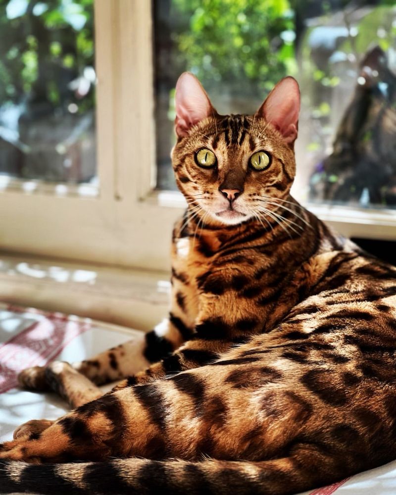 Bengal Cat