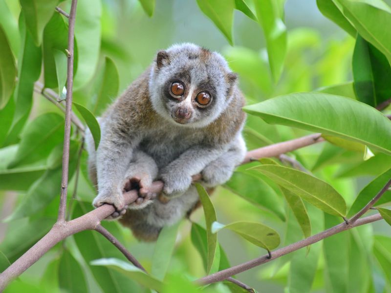 Bengal Slow Loris