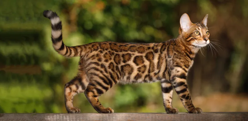 Bengal