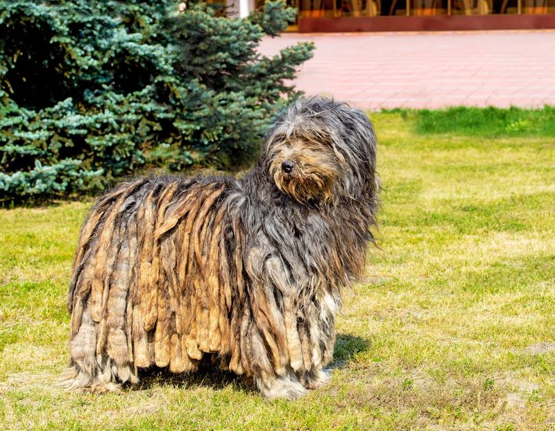 Bergamasco Shepherd