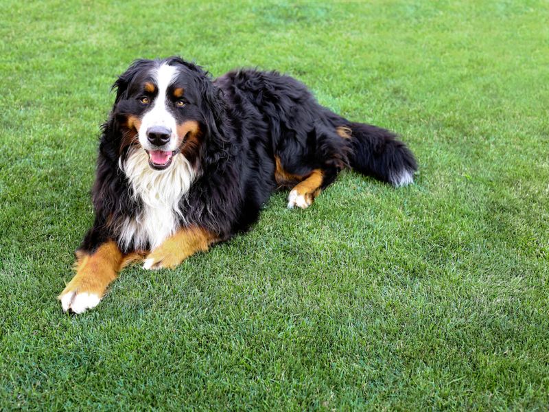 Bernese Mountain Dog