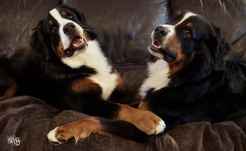 Bernese Mountain Dog