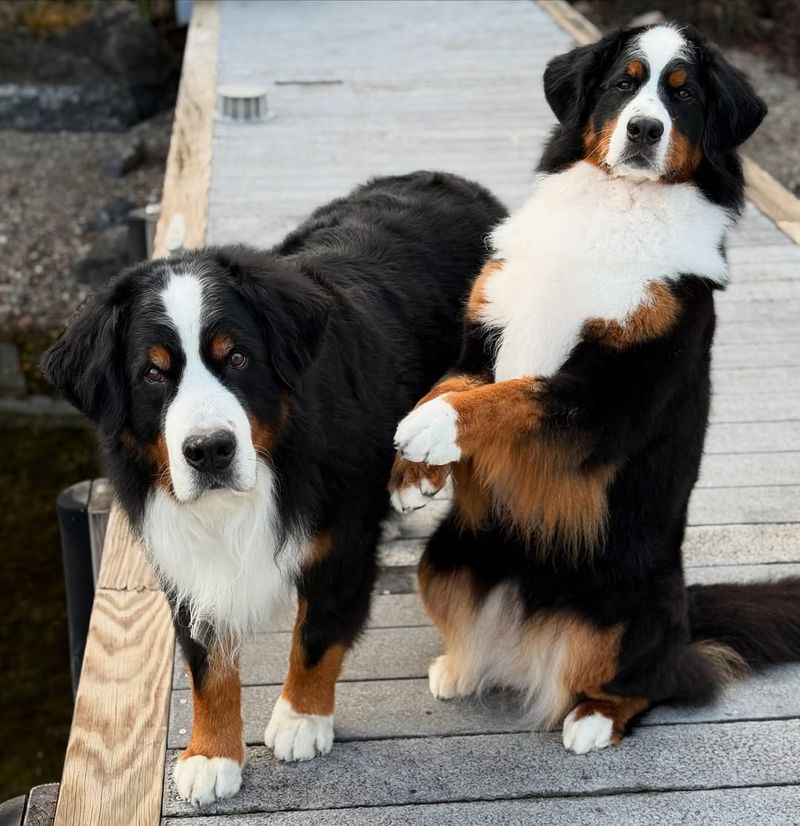 Bernese Mountain Dog