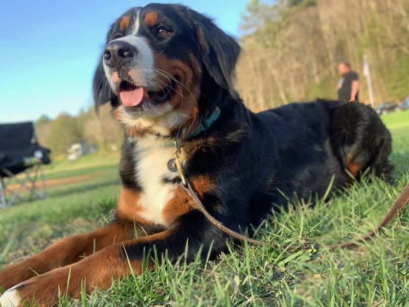 Bernese Mountain Dog