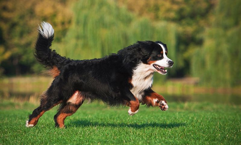 Bernese Mountain Dog