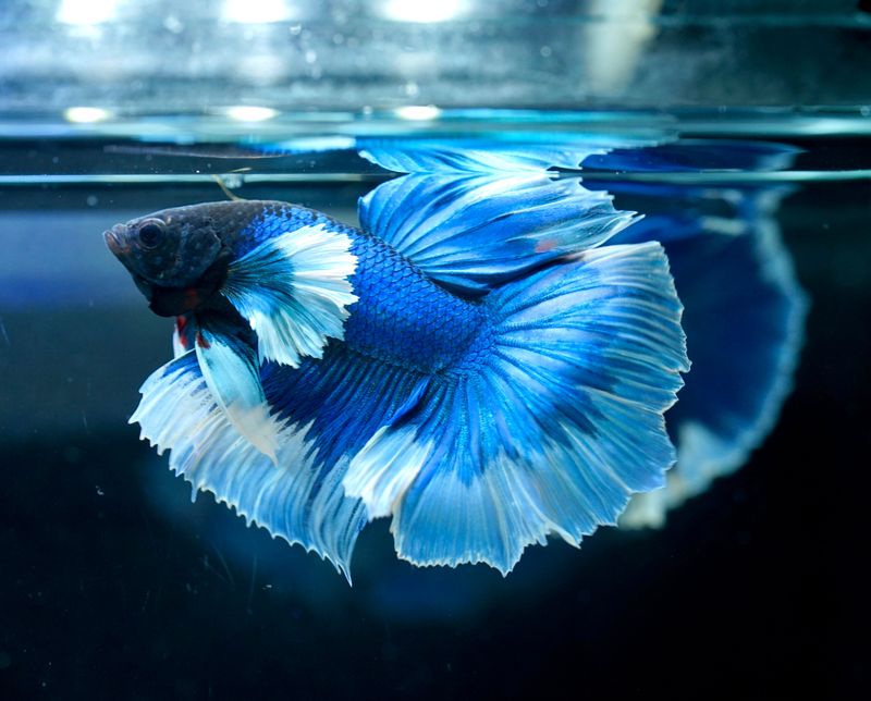 Betta Fish